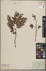 Foto von Salix lapponum L. x Salix myrtilloides L.